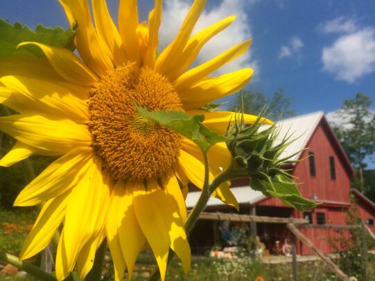 Big yellow sunflower blossom with red barn in background