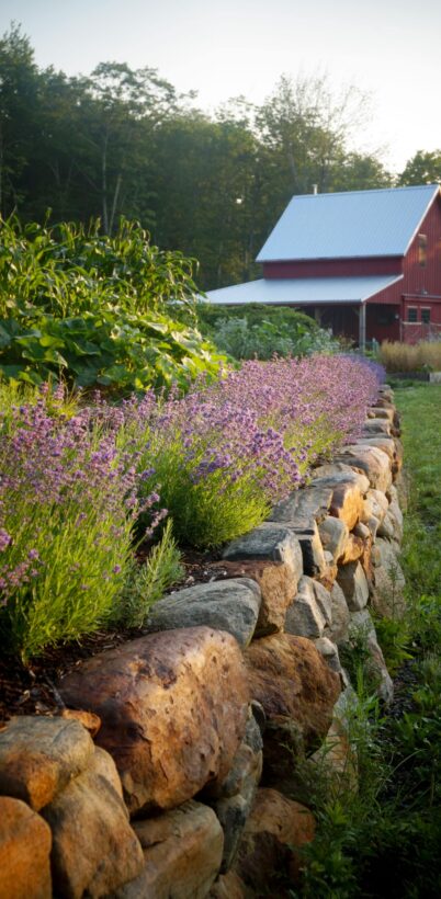 purple lavender blooming on top of stone wall with red barn and garden in background